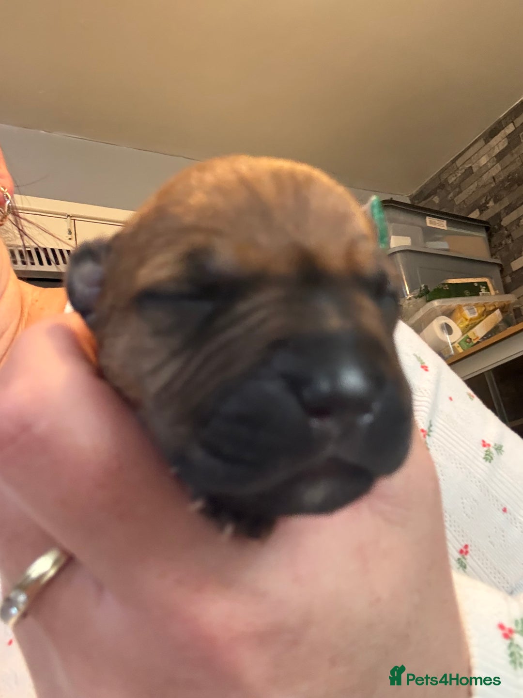 Mixed Breed dogs for sale: Staffy pups - Advert 5