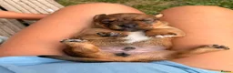 Mixed Breed dogs for sale: Beautiful Dachshund Cross Puppies in Carmarthen - Advert 6