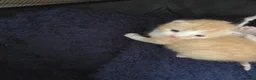 Mixed Breed cats for sale: Two friendly boys looking for a forever home in London - Advert 7