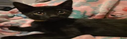 Mixed Breed cats for sale: 7 beautiful kittens - Advert 35