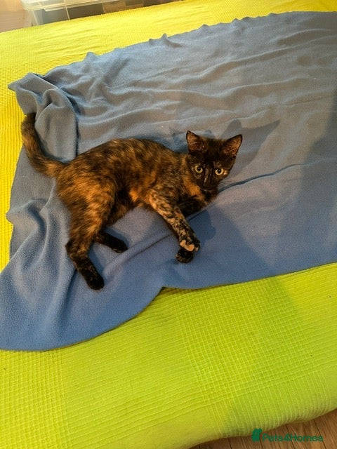 Mixed Breed cats Tortoiseshell -Cross - Advert 2