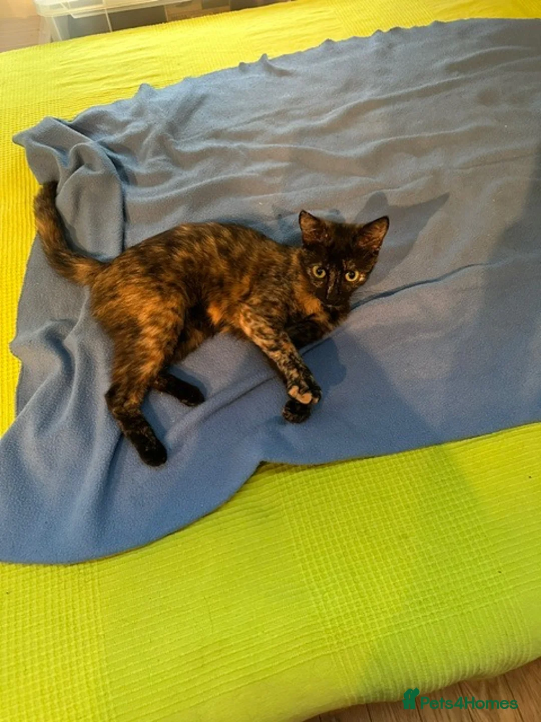 Mixed Breed cats for sale: Tortoiseshell -Cross - Advert 2