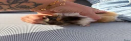 Guinea Pig rodents for sale: RESERVED 5 baby guinea pigs available 21st June - Advert 3