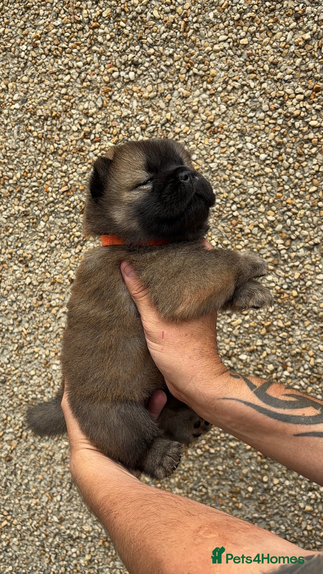 Chow Chow dogs for sale: 🐾Adorable Pedigree Chow Chow Puppies paw - Image 15