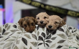 Cockapoo dogs for sale: Cockapoo puppies for sale  - Image 3