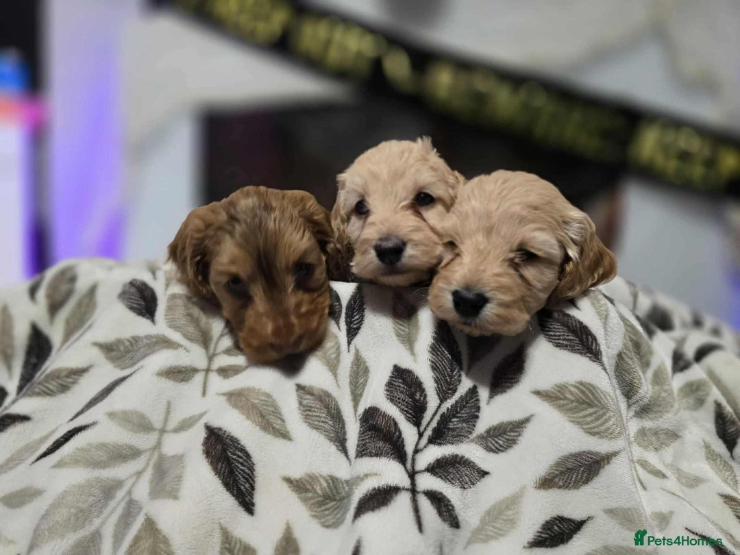 Cockapoo dogs for sale: Cockapoo puppies for sale  - Image 3