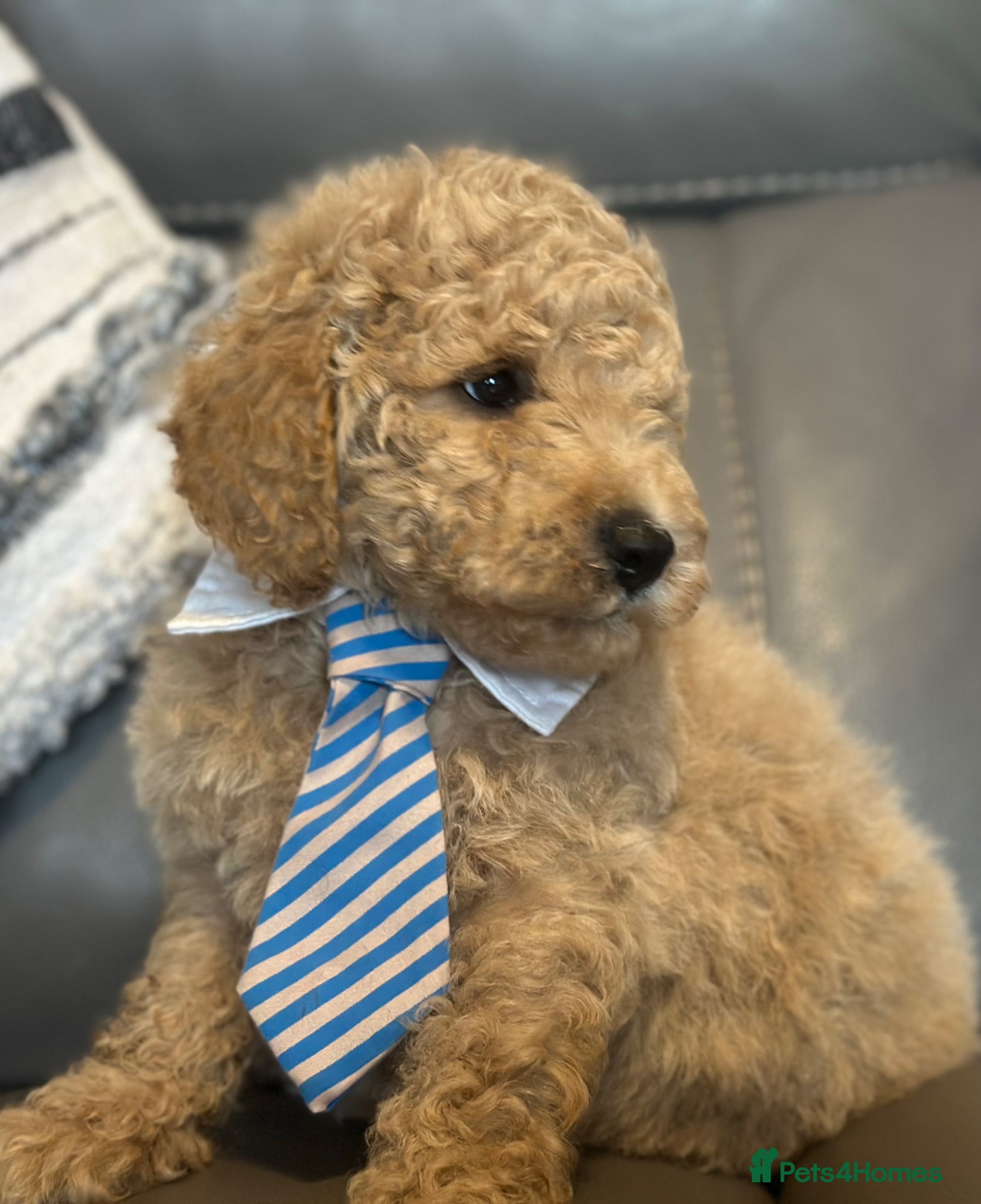 Goldendoodle dogs F1B MINI/MEDIUM GOLDENDOODLES FULL HEALTH CHECKED  - Advert 2