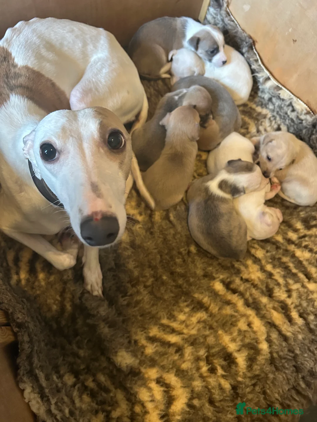 Mixed Breed dogs for sale: Chippet puppies (chihuahua cross whippet) in Banff - Advert 2