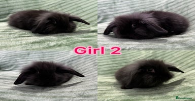 Mini Lion Lop rabbits - Advert 2