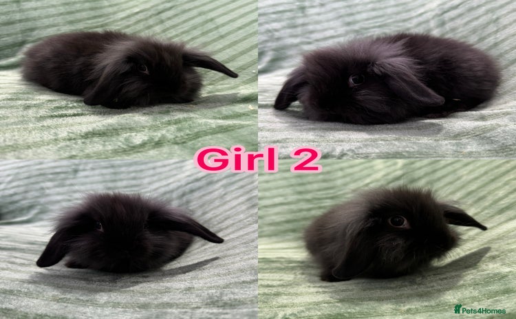 Mini Lion Lop rabbits - Advert 1