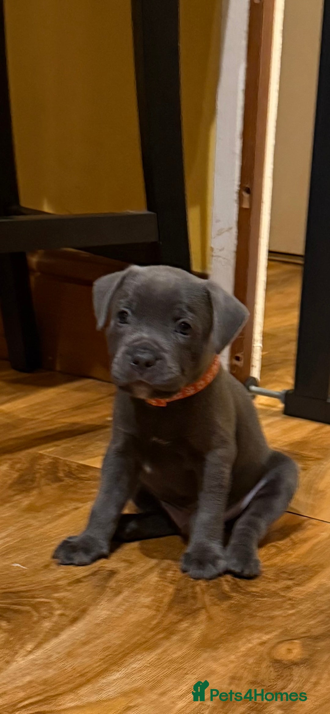 Staffordshire Bull Terrier dogs for sale: Lovely kc reg Staffordshire bull terrier puppies  - Image 8