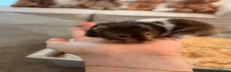 Hamster rodents for sale: Hamster and all Accessories  - Advert 1