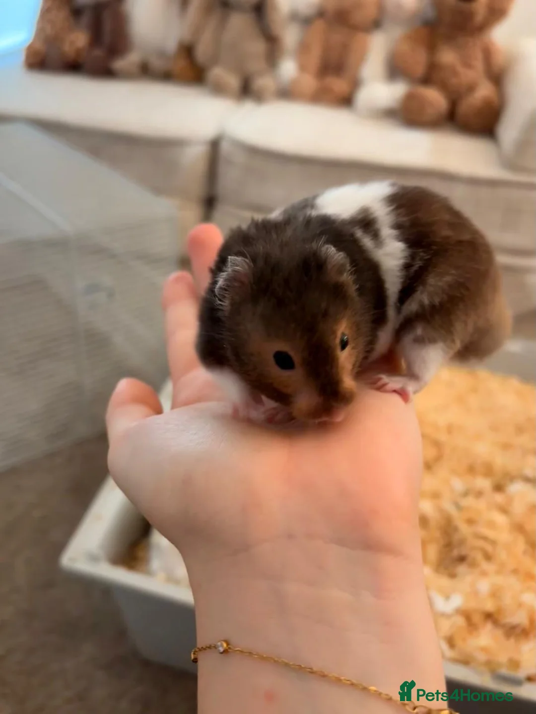 Hamster rodents for sale: Hamster and all Accessories  - Advert 1