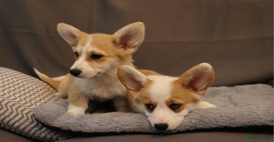 Welsh Corgi Pembroke dogs - Advert 1