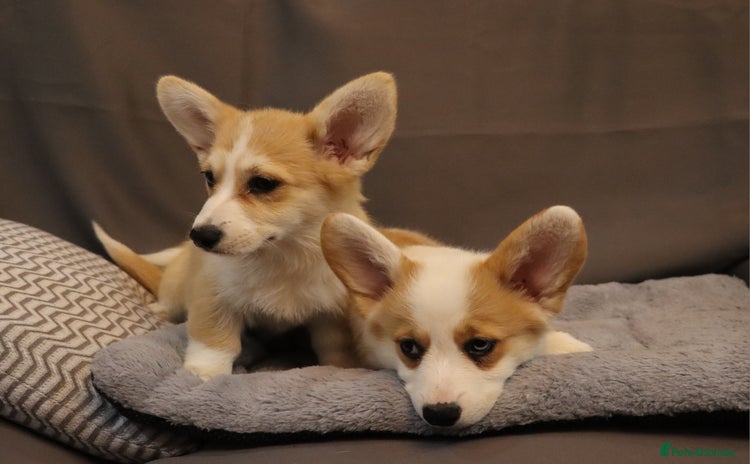 Welsh Corgi Pembroke dogs - Advert 1
