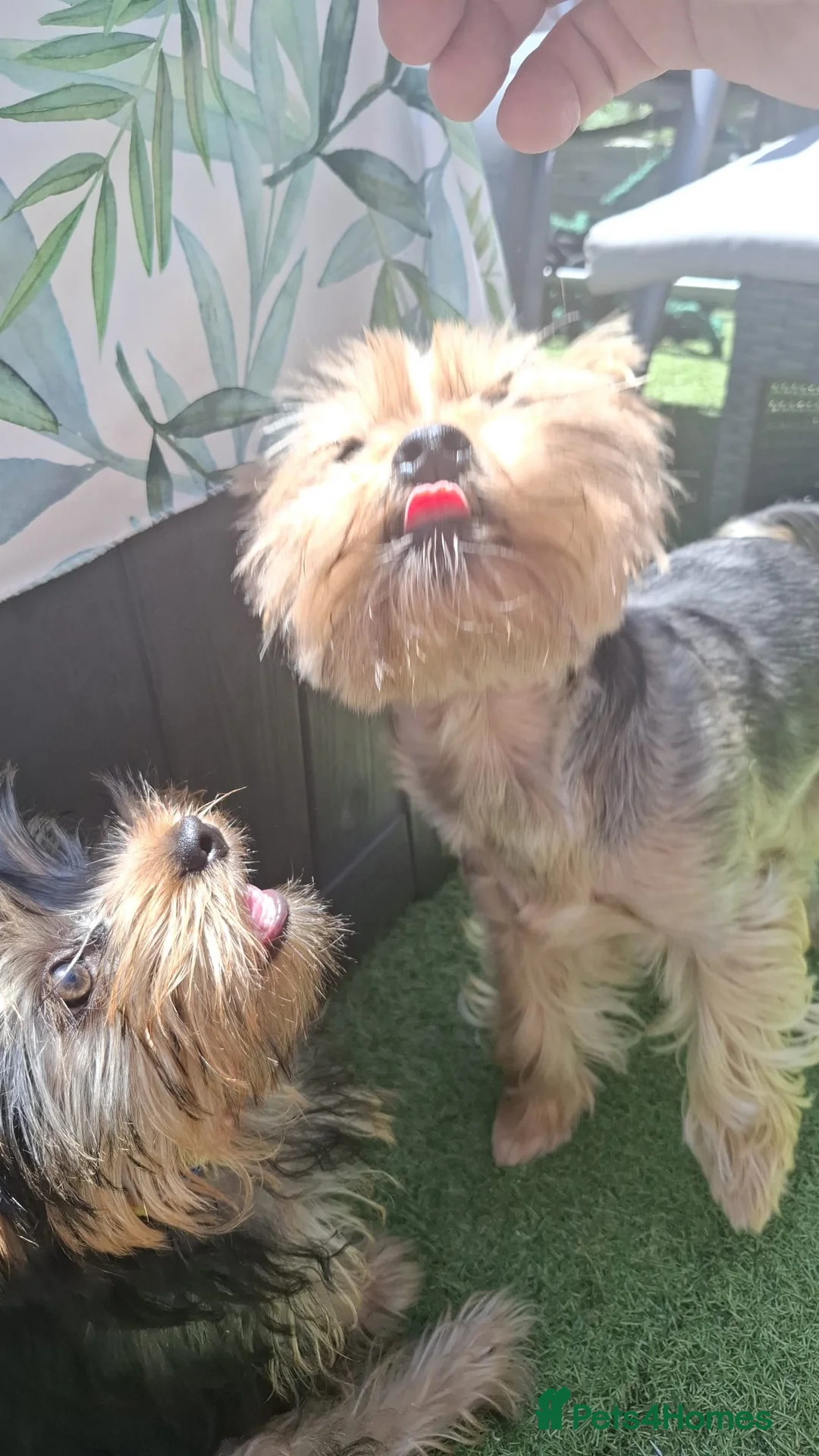 Yorkshire Terrier dogs for sale: Beautiful Girl Yorkshire Terrier - Advert 2