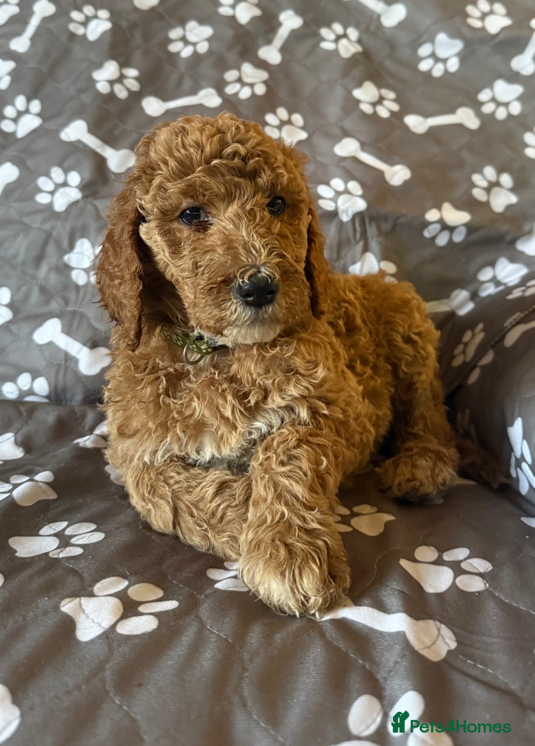 Standard Poodle dogs for sale: Standard Poodle Puppies  - Image 3