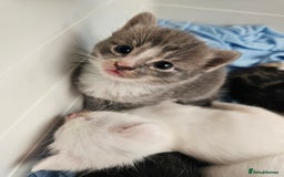 Mixed Breed cats for sale: Kittens Available to Reserve - Image 14