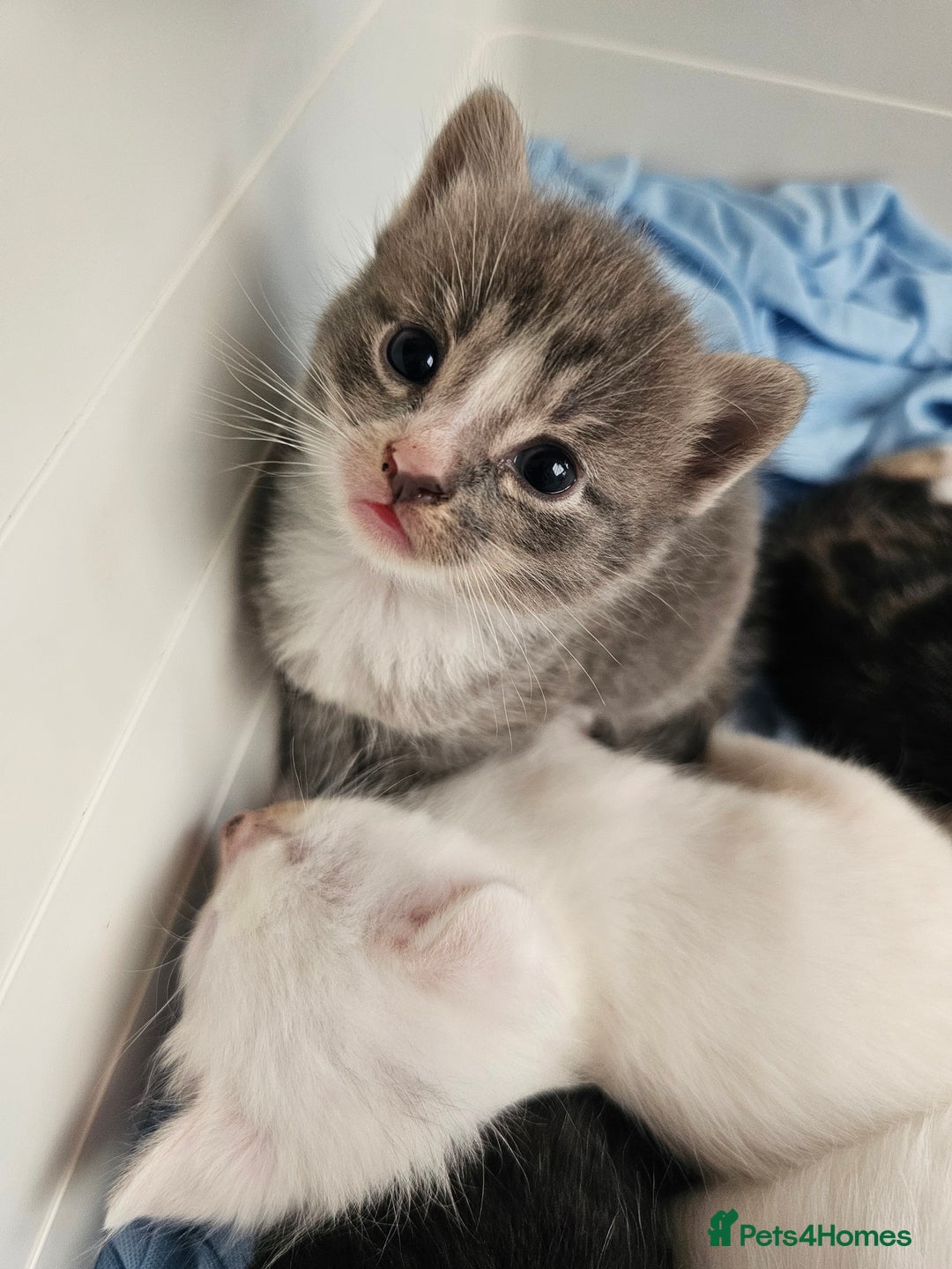 Mixed Breed cats for sale: Kittens Available to Reserve - Image 14