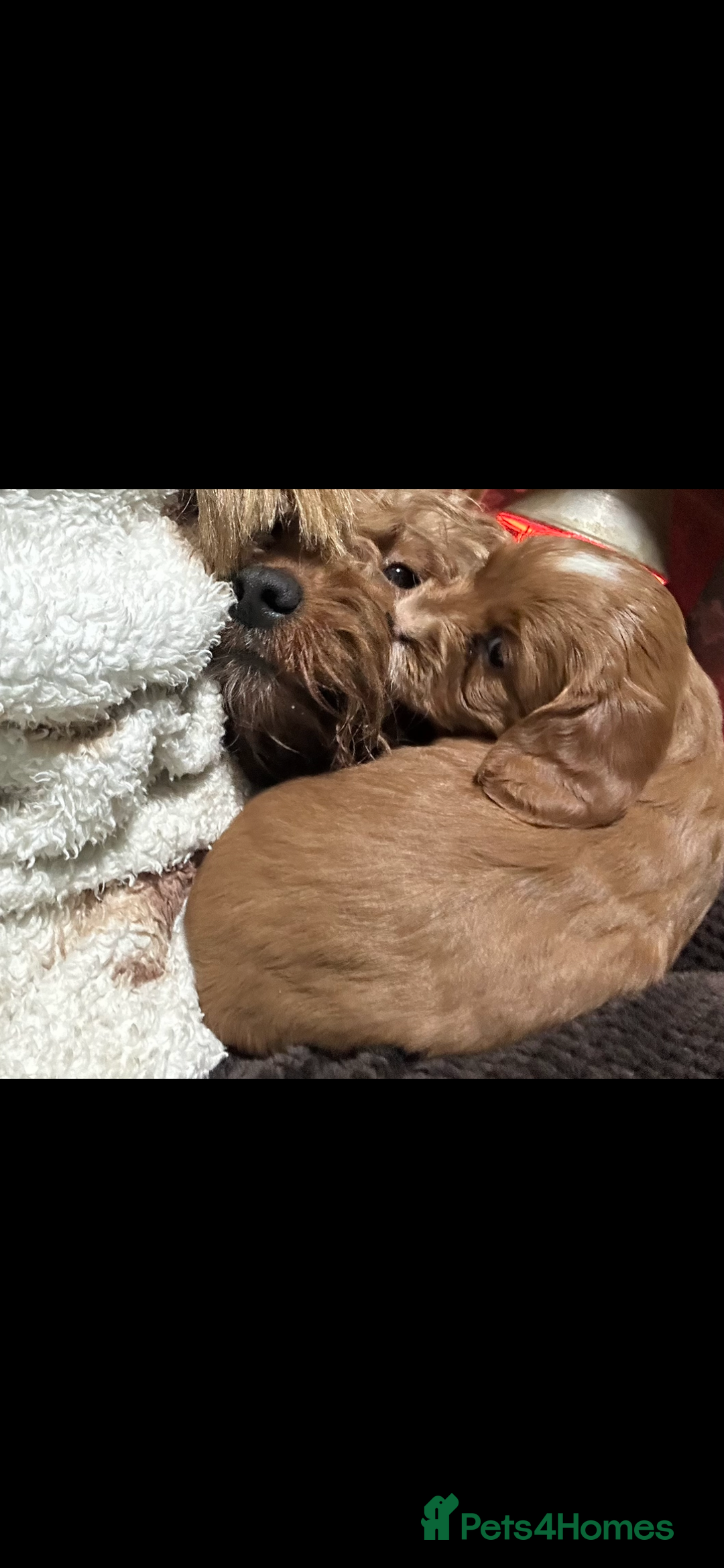 Cockapoo dogs for sale: Gorgeous Fox Red Cockapoo Girls  - Advert 8