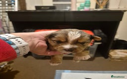 Yorkshire Terrier dogs for sale: Miniature yorkshire puppies - Image 3