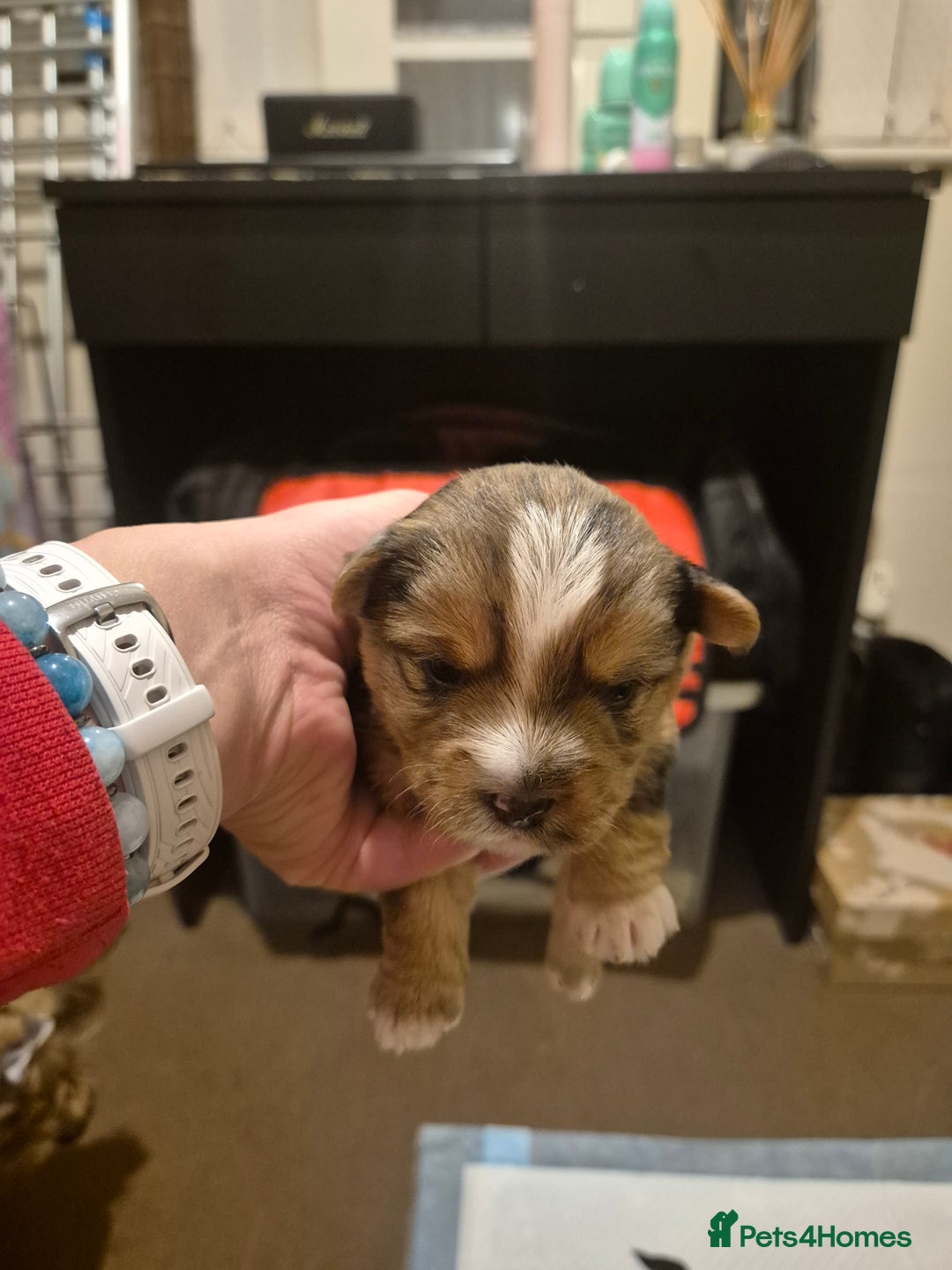 Yorkshire Terrier dogs for sale: Miniature yorkshire puppies - Image 3