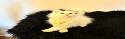 Maine Coon cats for sale: Gorgeous, XXL Russian Maine Coon kittens - Advert 17