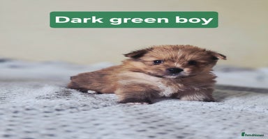 Mixed Breed dogs - Advert 11