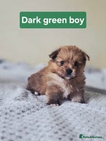 Mixed Breed dogs - Advert 6