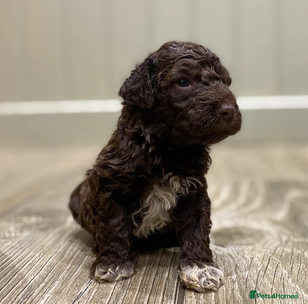 Lagotto Romagnolo dogs for sale: Lagotto romagnolo Puppies  - Advert 28