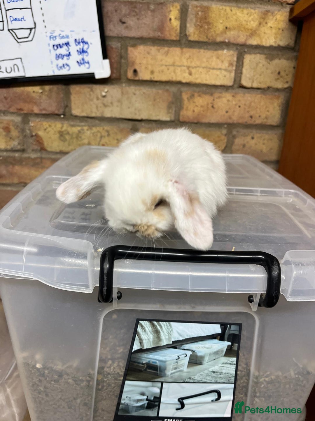 Mini Lop rabbits for sale: Beautiful baby pure bred mini lops  - Advert 8