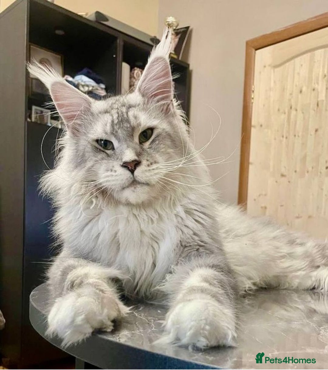 Maine Coon cats for sale: Stunning Purebred Maine Coon Kittens 😺  - Advert 2