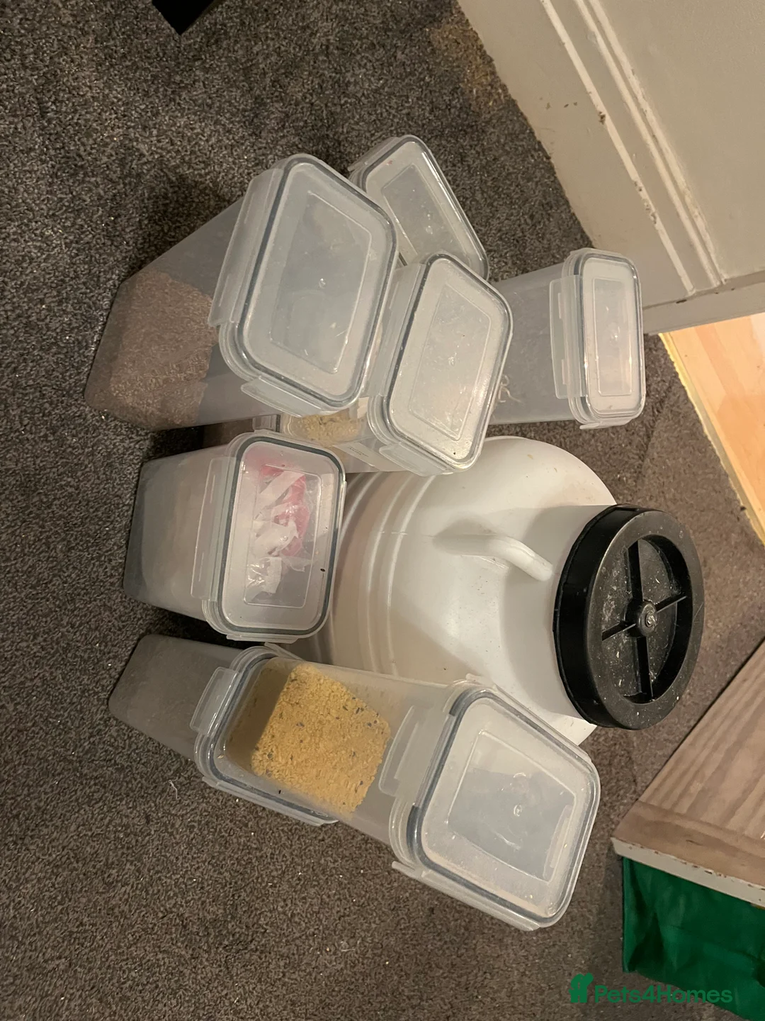 Finches birds for sale: Australian finches - Advert 8