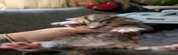 Mixed Breed cats for sale: Four stunning kittens - Advert 24