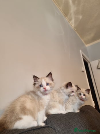 11 Week Ragdoll Ragdoll Kittens for sale | Pets4Homes