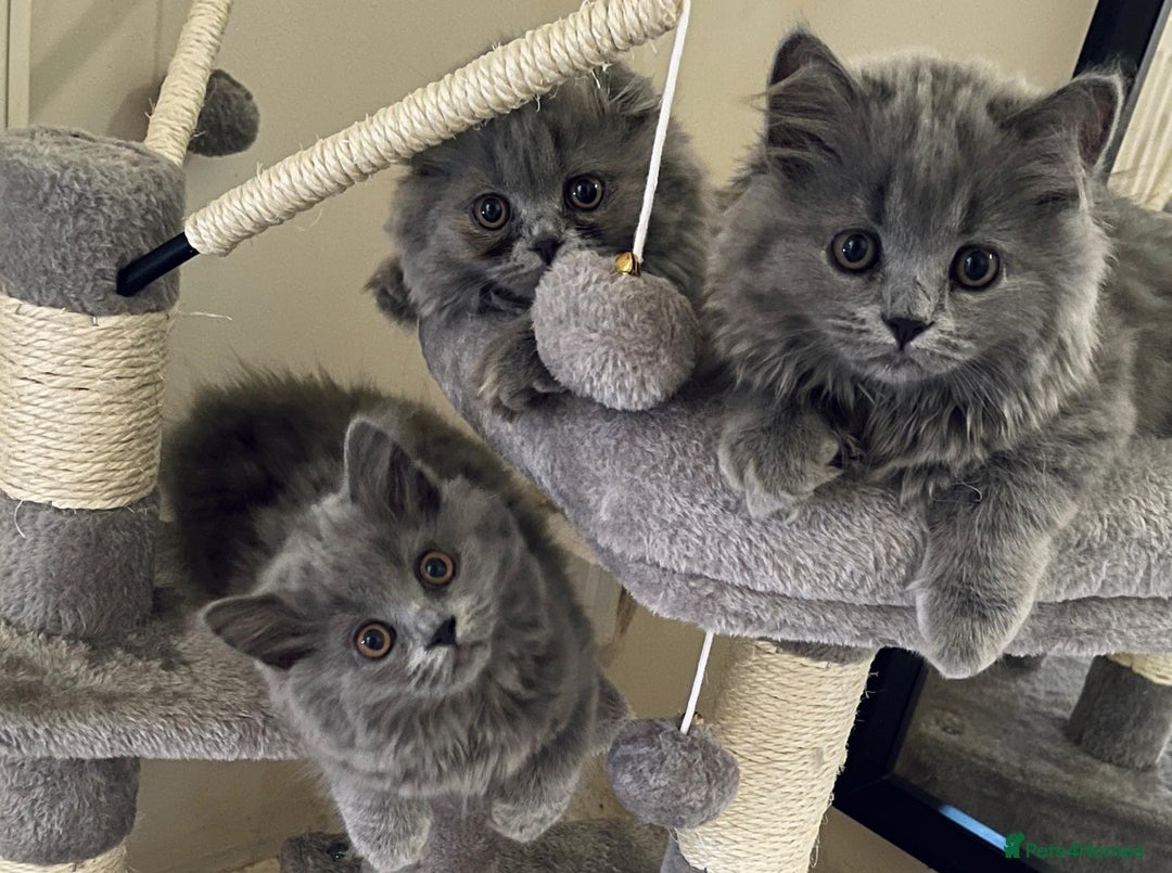 Scottish Fold cats for sale: Scottish fold Longhair - Image 1