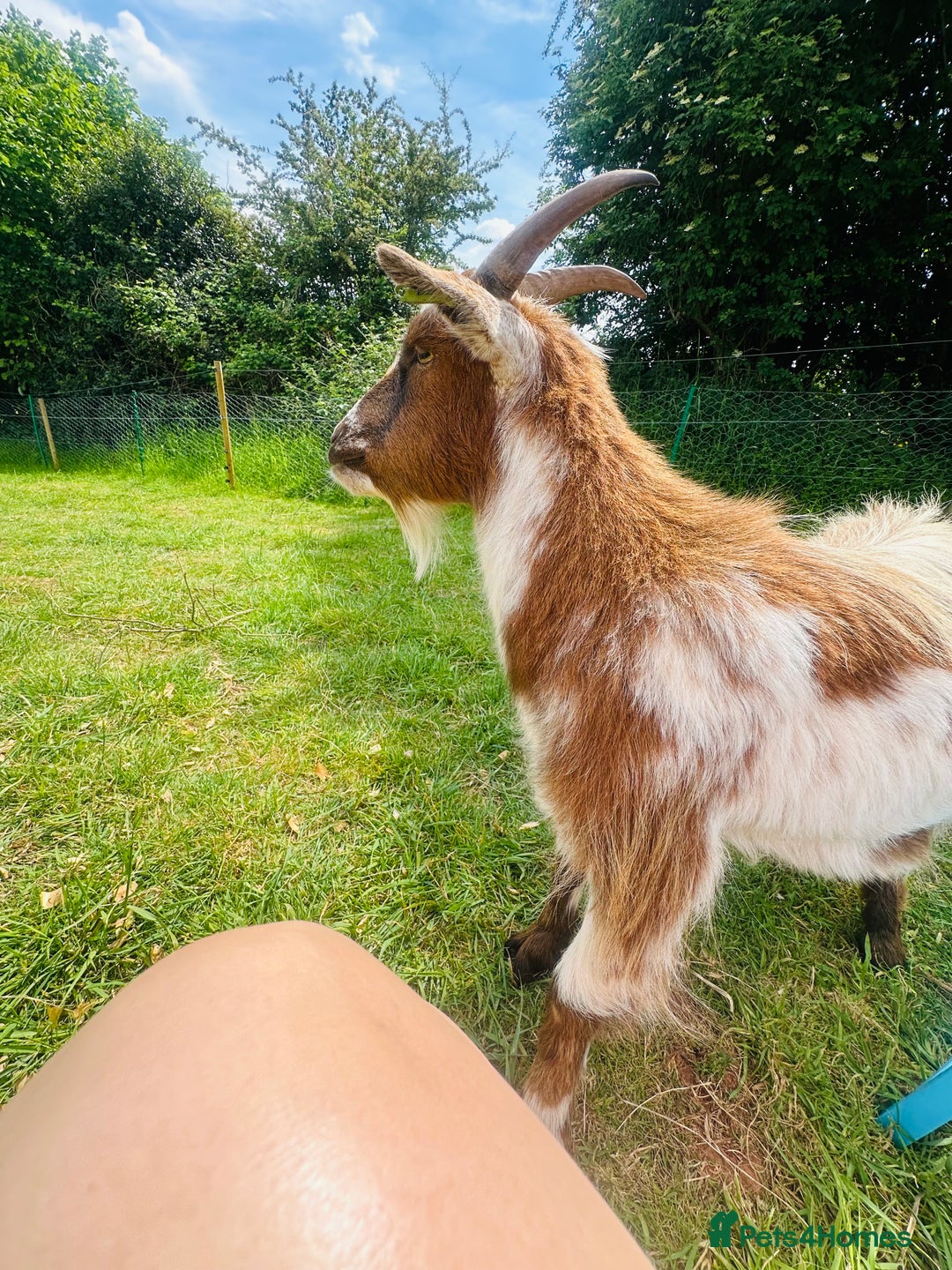 Goats livestock for sale: 2 MALE PYGMY GOATS FREE TO GOOD HOME - Image 8