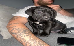 Cane Corso dogs for sale: 2 big cane Corso girls left ! Ready to go now  - Advert 5