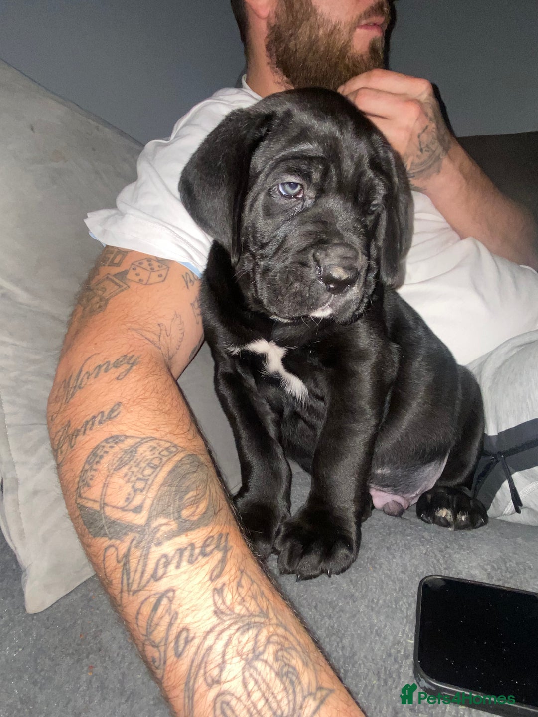 Cane Corso dogs for sale: 2 big cane Corso girls left ! Ready to go now  - Advert 5