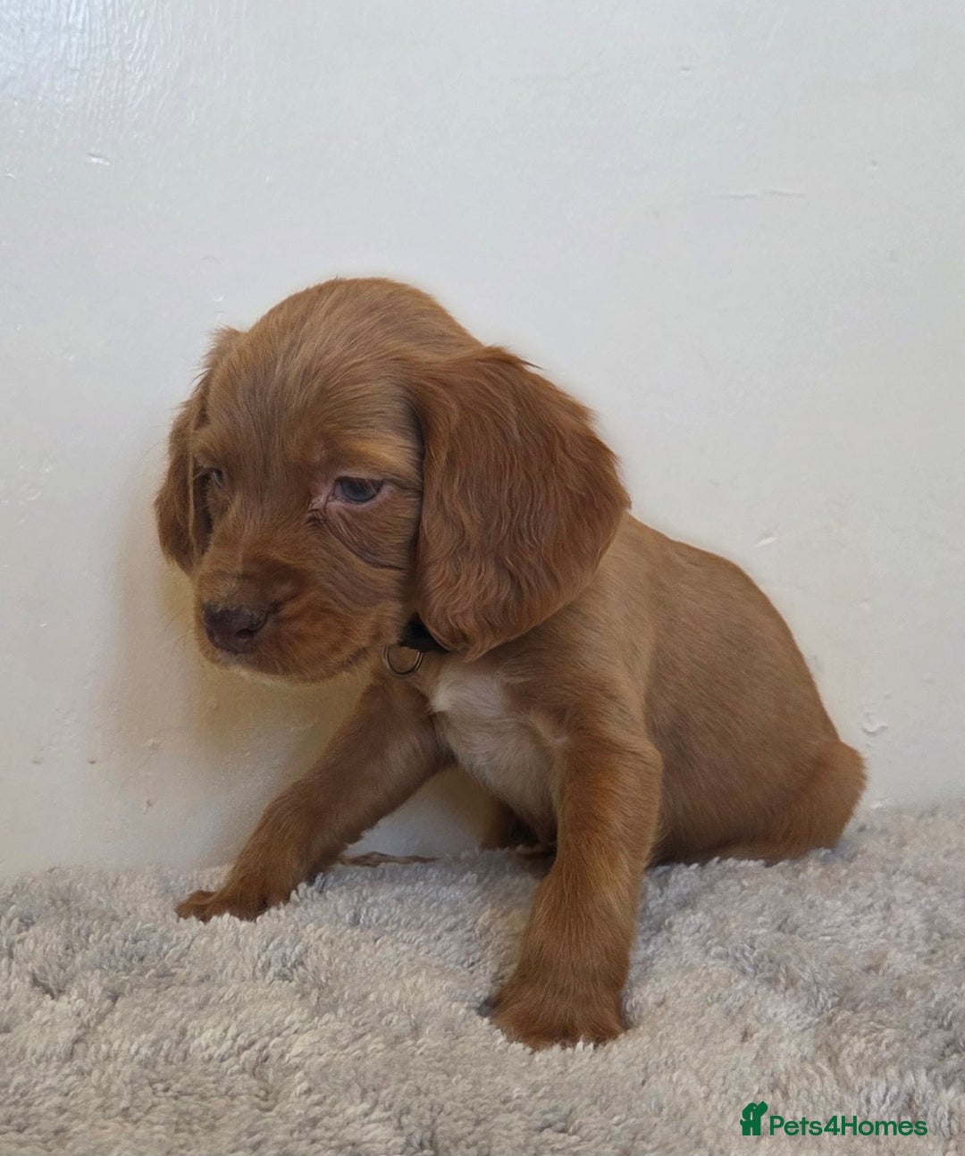 Cocker Spaniel dogs for sale: 6 cocker spaniel pups  - Advert 12