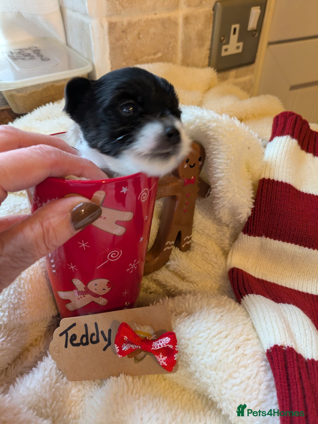 Biewer Terrier dogs for sale: Adorable Purebred Biewers  - Image 11