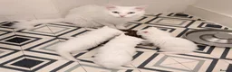 Turkish Angora cats for sale: Affectionate Turkish Angora Boy - Advert 6