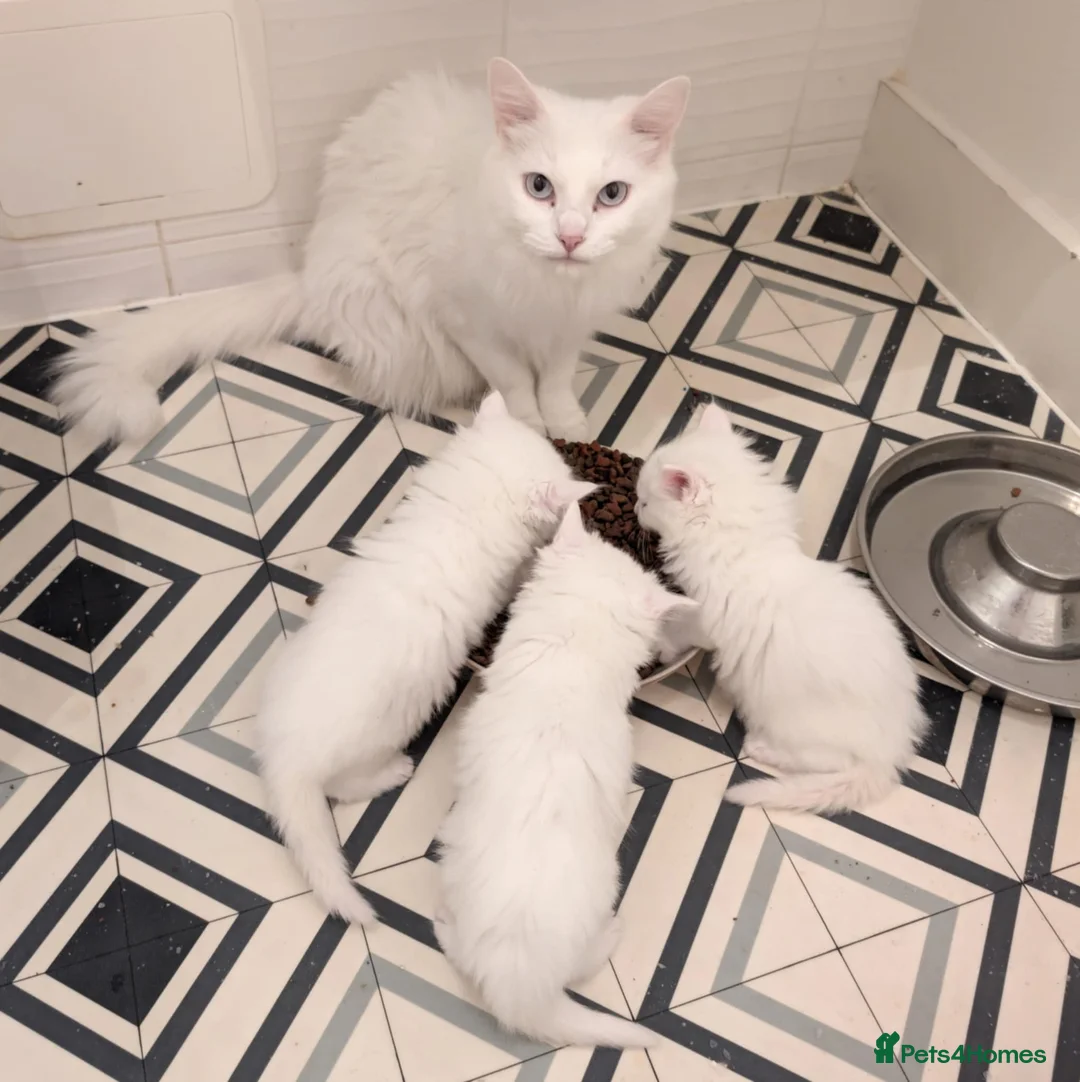 Turkish Angora cats for sale: Affectionate Turkish Angora Boy - Advert 6