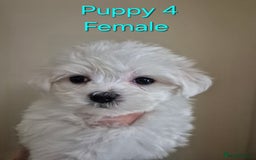 Maltese dogs for sale: Maltese Mini - Image 2