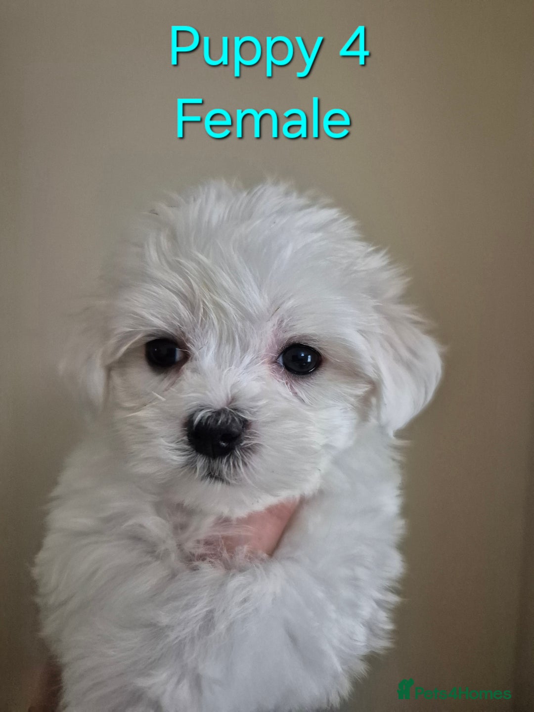 Maltese dogs for sale: Maltese Mini - Image 2