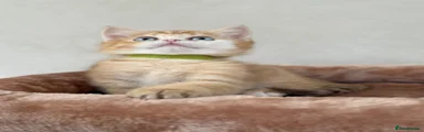 British Shorthair 3