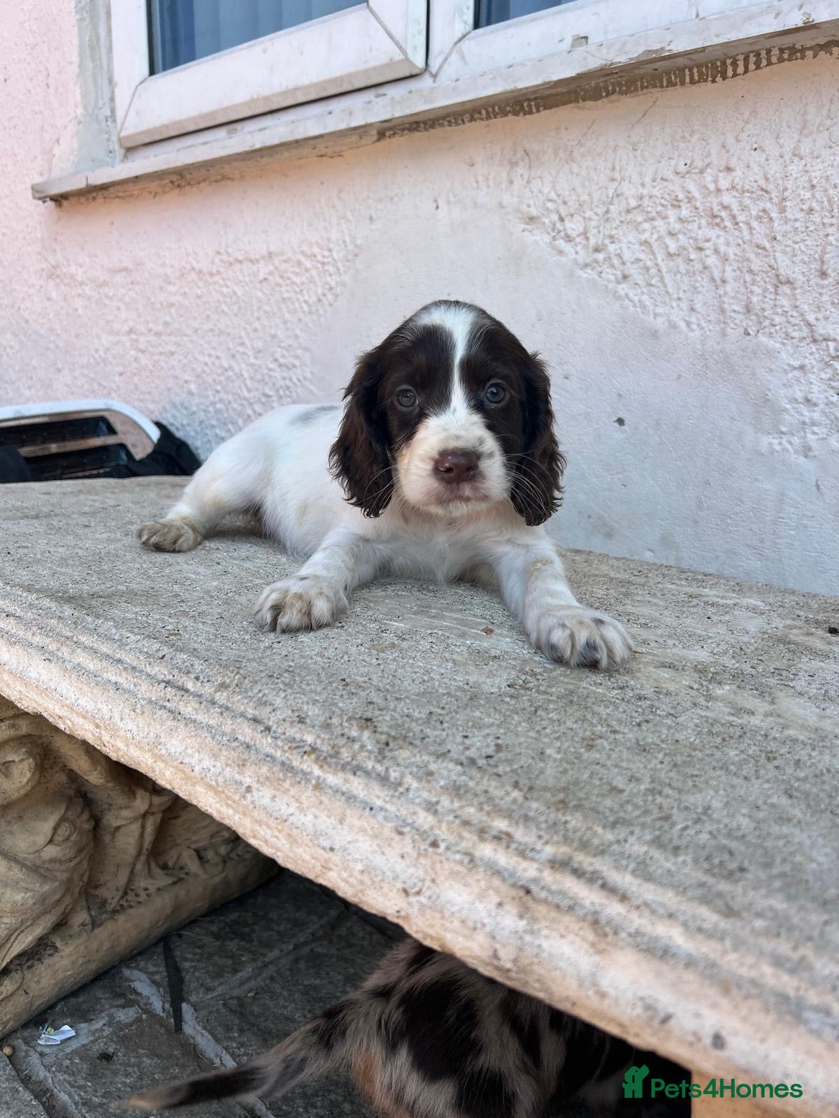 Cocker Spaniel dogs Beauitful puppies for sale  - Advert 2