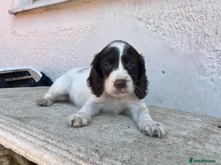 Cocker Spaniel dogs Beauitful puppies for sale - Advert 2