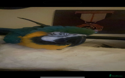 Macaws birds for sale: Blue & Gold Macaw - Image 2