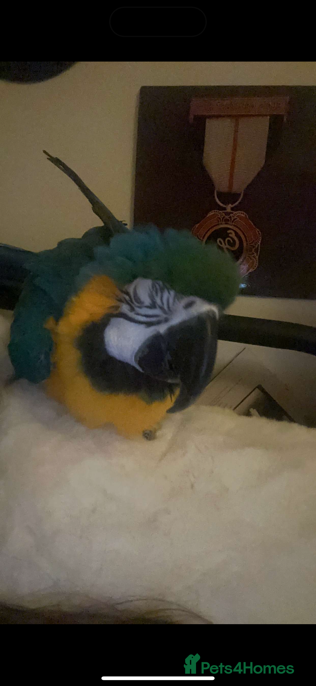 Macaws birds for sale: Blue & Gold Macaw - Image 2